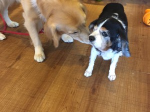 2017.9.16　パンプキン